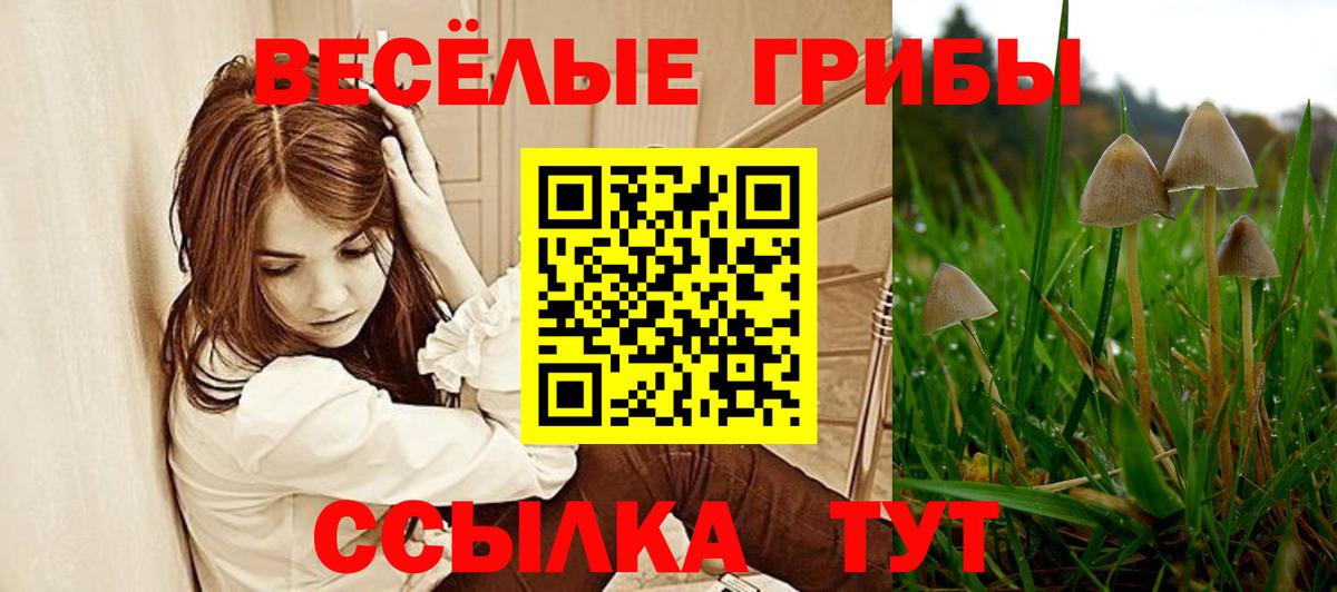 Галлюциногенные грибы Psilocybe Ставрополь